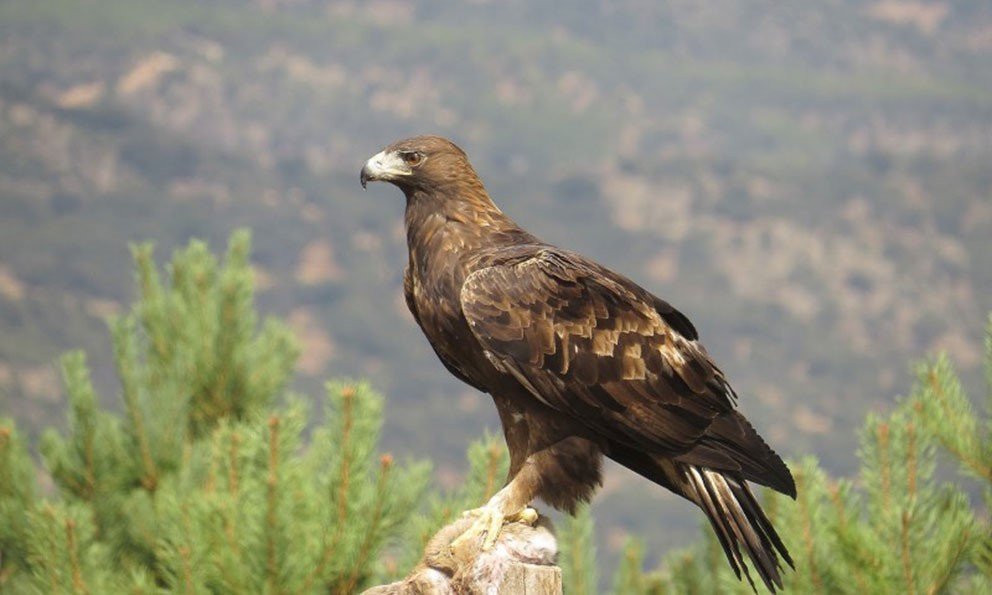 Águila real, un ave en peligro ahora protegida – Grupo Picacho